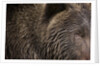Two Year Old Brown Bear in Katmai National Park by Anonymous