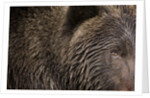 Two Year Old Brown Bear in Katmai National Park by Anonymous