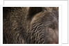 Two Year Old Brown Bear in Katmai National Park by Anonymous