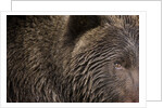 Two Year Old Brown Bear in Katmai National Park by Anonymous