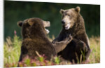 Brown Bears Sparring in Meadow at Kukak Bay by Corbis