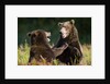 Brown Bears Sparring in Meadow at Kukak Bay by Corbis