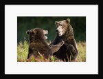 Brown Bears Sparring in Meadow at Kukak Bay by Corbis