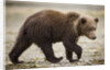 Brown Bear Cub at Geographic Harbor in Katmai National Park by Anonymous