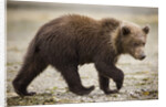 Brown Bear Cub at Geographic Harbor in Katmai National Park by Anonymous