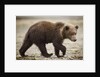 Brown Bear Cub at Geographic Harbor in Katmai National Park by Anonymous