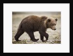 Brown Bear Cub at Geographic Harbor in Katmai National Park by Anonymous