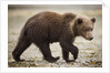 Brown Bear Cub at Geographic Harbor in Katmai National Park by Anonymous