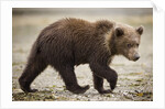 Brown Bear Cub at Geographic Harbor in Katmai National Park by Anonymous