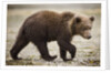 Brown Bear Cub at Geographic Harbor in Katmai National Park by Anonymous