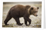 Brown Bear Cub at Geographic Harbor in Katmai National Park by Anonymous