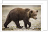 Brown Bear Cub at Geographic Harbor in Katmai National Park by Anonymous