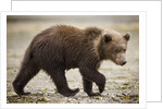Brown Bear Cub at Geographic Harbor in Katmai National Park by Anonymous