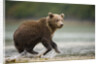 Brown Bear Cub on Beach at Geographic Harbor by Anonymous