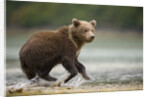 Brown Bear Cub on Beach at Geographic Harbor by Anonymous