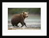 Brown Bear Cub on Beach at Geographic Harbor by Anonymous