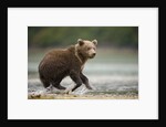 Brown Bear Cub on Beach at Geographic Harbor by Anonymous