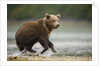 Brown Bear Cub on Beach at Geographic Harbor by Anonymous