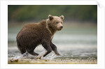 Brown Bear Cub on Beach at Geographic Harbor by Anonymous