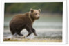 Brown Bear Cub on Beach at Geographic Harbor by Anonymous
