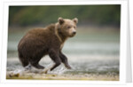 Brown Bear Cub on Beach at Geographic Harbor by Anonymous