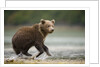 Brown Bear Cub on Beach at Geographic Harbor by Anonymous