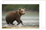 Brown Bear Cub on Beach at Geographic Harbor by Anonymous