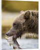 Grizzly Bear Carrying Spawning Salmon at Geographic Harbor by Anonymous