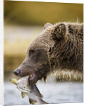 Grizzly Bear Carrying Spawning Salmon at Geographic Harbor by Anonymous