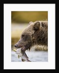 Grizzly Bear Carrying Spawning Salmon at Geographic Harbor by Anonymous