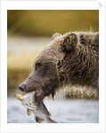 Grizzly Bear Carrying Spawning Salmon at Geographic Harbor by Anonymous