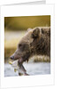Grizzly Bear Carrying Spawning Salmon at Geographic Harbor by Anonymous