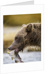 Grizzly Bear Carrying Spawning Salmon at Geographic Harbor by Anonymous