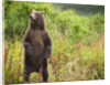 Brown Bear Cub Standing Upright at Kinak Bay by Anonymous