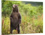 Brown Bear Cub Standing Upright at Kinak Bay by Anonymous