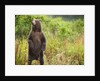 Brown Bear Cub Standing Upright at Kinak Bay by Anonymous