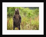 Brown Bear Cub Standing Upright at Kinak Bay by Anonymous