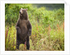 Brown Bear Cub Standing Upright at Kinak Bay by Anonymous