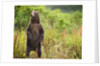 Brown Bear Cub Standing Upright at Kinak Bay by Anonymous