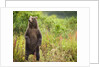 Brown Bear Cub Standing Upright at Kinak Bay by Anonymous