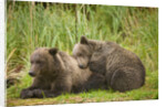 Brown Bear Cubs Sleeping at Kuliak Bay by Anonymous