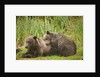 Brown Bear Cubs Sleeping at Kuliak Bay by Anonymous
