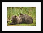 Brown Bear Cubs Sleeping at Kuliak Bay by Anonymous
