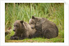 Brown Bear Cubs Sleeping at Kuliak Bay by Anonymous