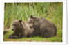 Brown Bear Cubs Sleeping at Kuliak Bay by Anonymous