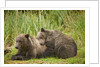 Brown Bear Cubs Sleeping at Kuliak Bay by Anonymous