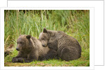 Brown Bear Cubs Sleeping at Kuliak Bay by Anonymous