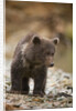 Brown Bear Cub at Kinak Bay in Katmai National Park by Anonymous
