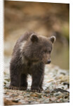 Brown Bear Cub at Kinak Bay in Katmai National Park by Anonymous