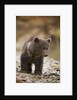 Brown Bear Cub at Kinak Bay in Katmai National Park by Anonymous